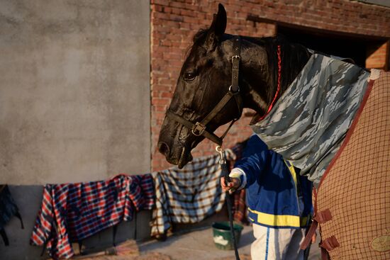 Governor's Cup horse racing in Novosibirsk