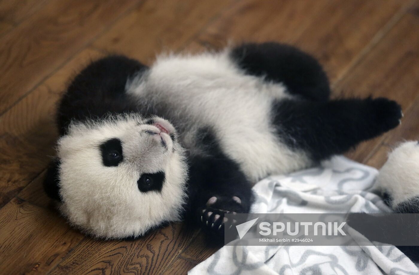 Panda breeding center in China