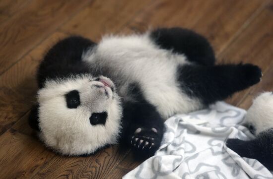 Panda breeding center in China