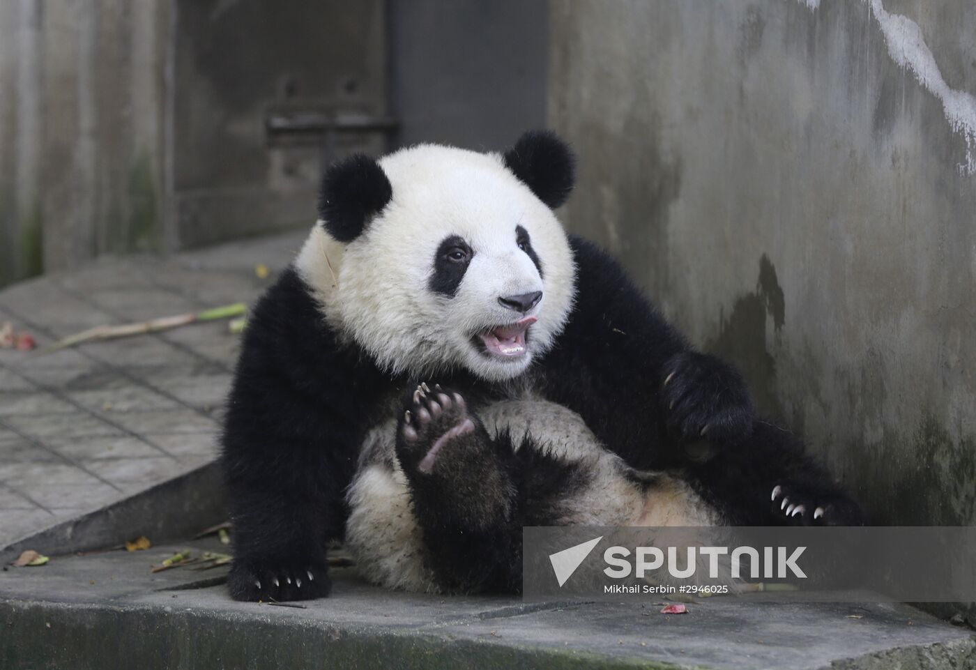 Panda breeding center in China