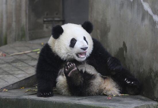 Panda breeding center in China