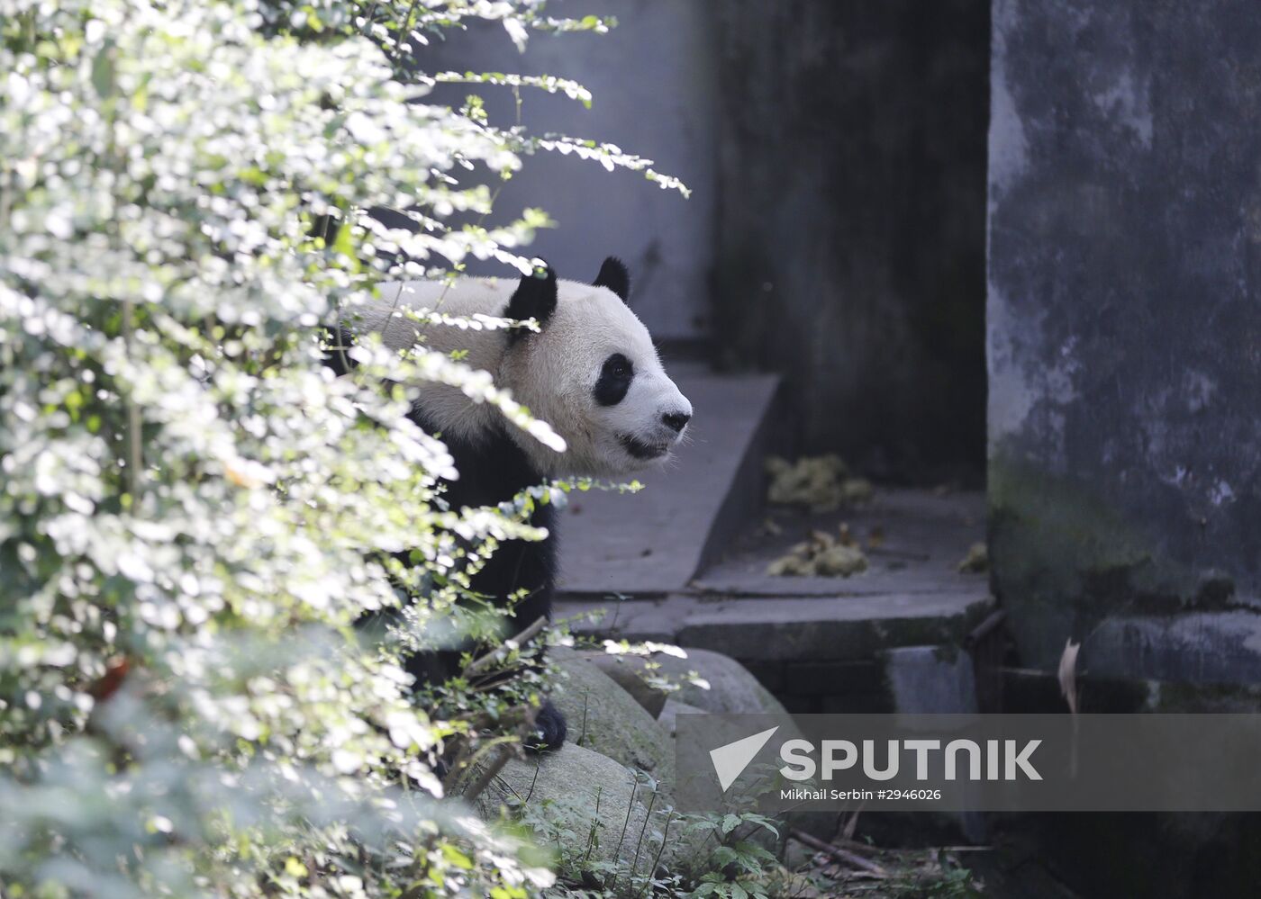 Panda breeding center in China