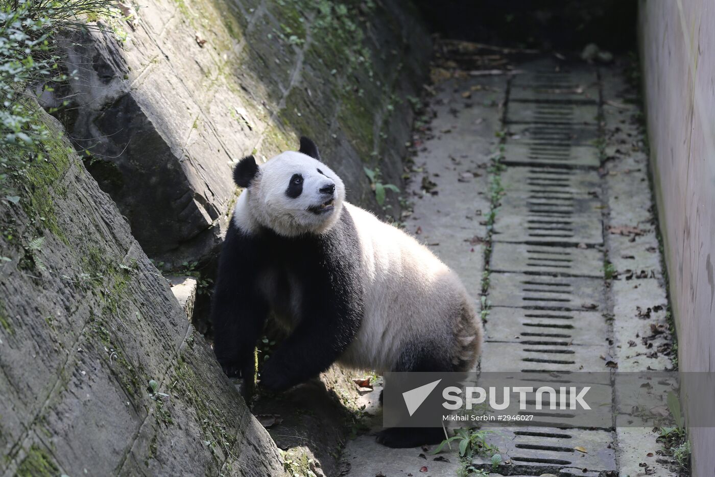 Panda breeding center in China