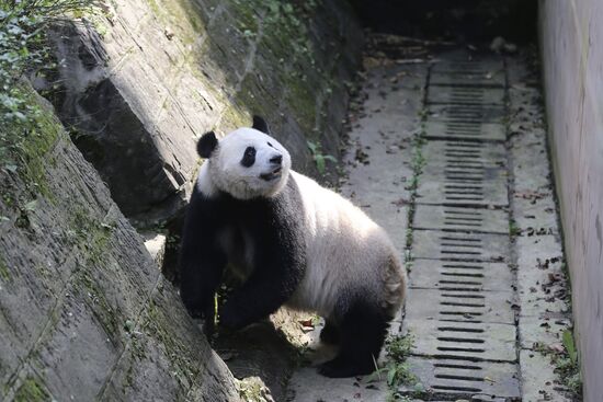 Panda breeding center in China