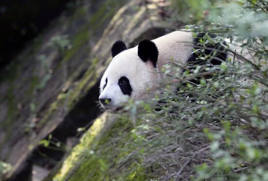 Panda breeding center in China