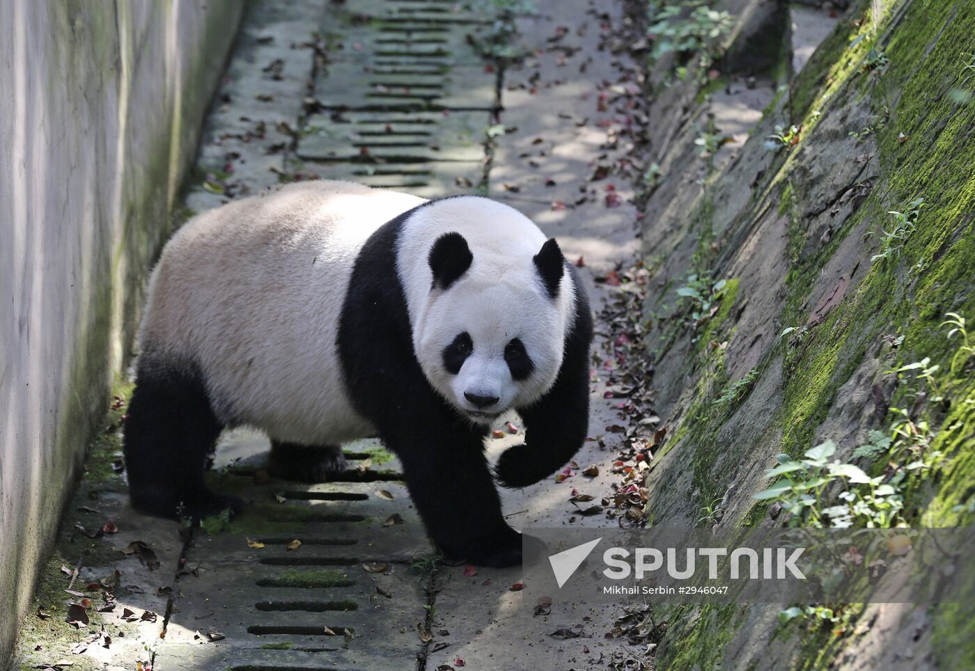 Chengdu Research Base of Giant Panda Breeding in China