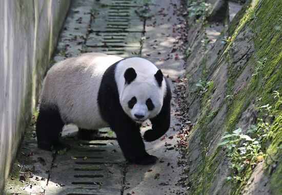 Chengdu Research Base of Giant Panda Breeding in China