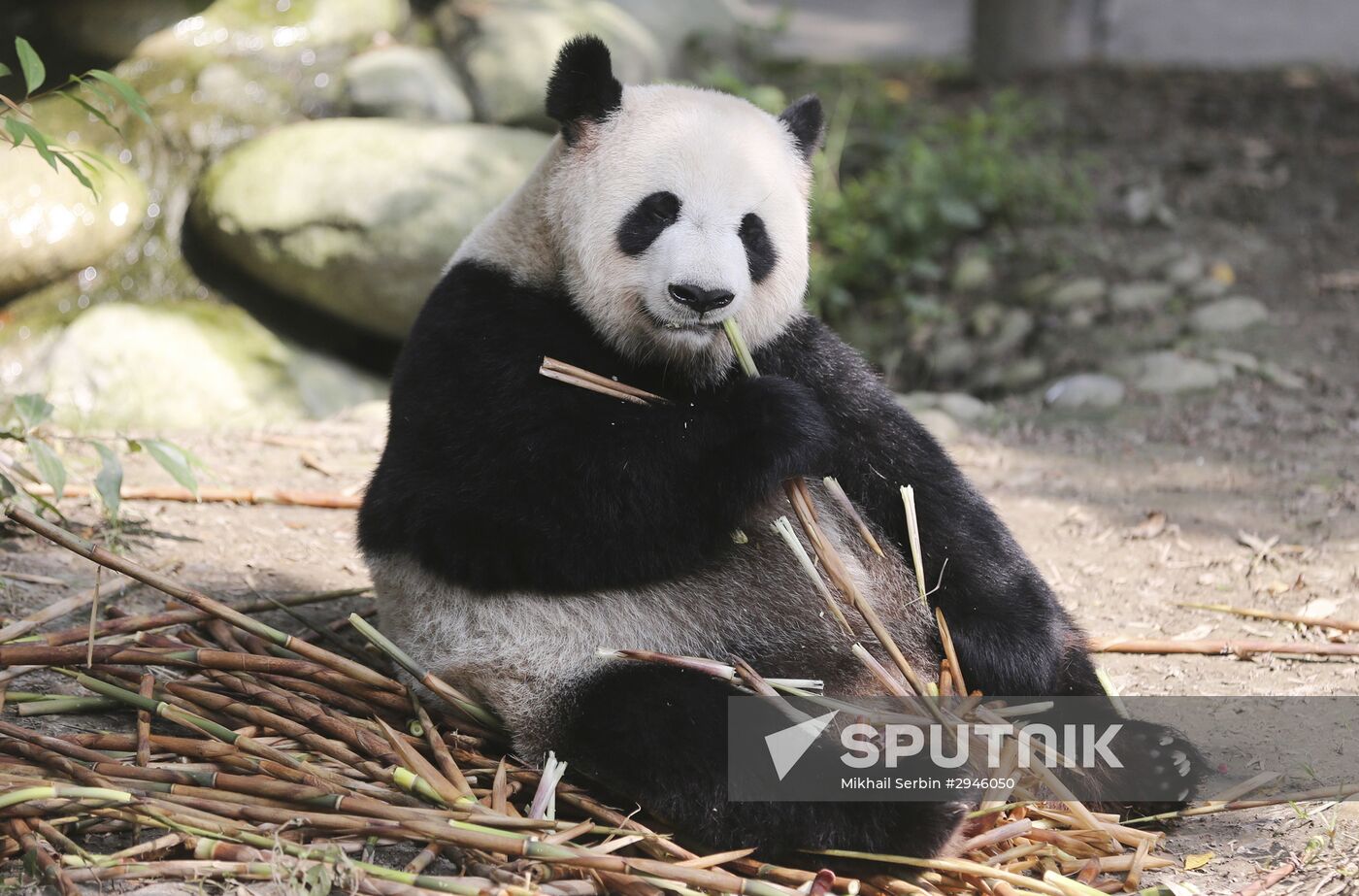 Chengdu Research Base of Giant Panda Breeding in China