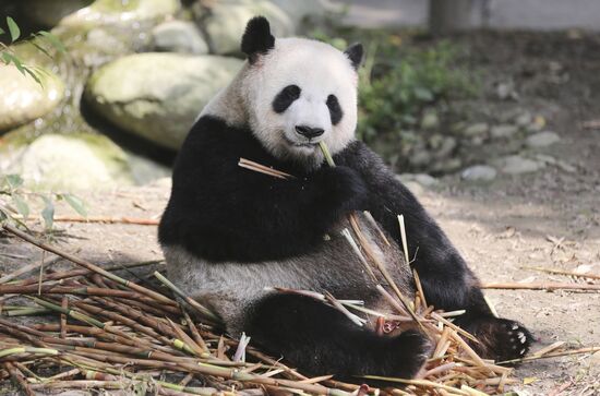 Chengdu Research Base of Giant Panda Breeding in China