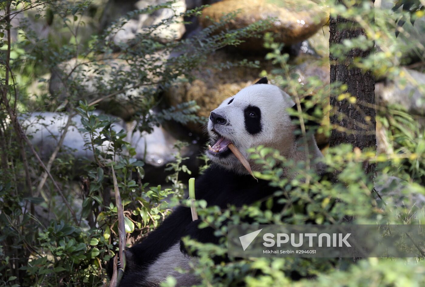 Chengdu Research Base of Giant Panda Breeding in China
