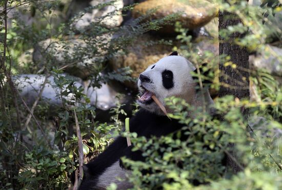 Chengdu Research Base of Giant Panda Breeding in China