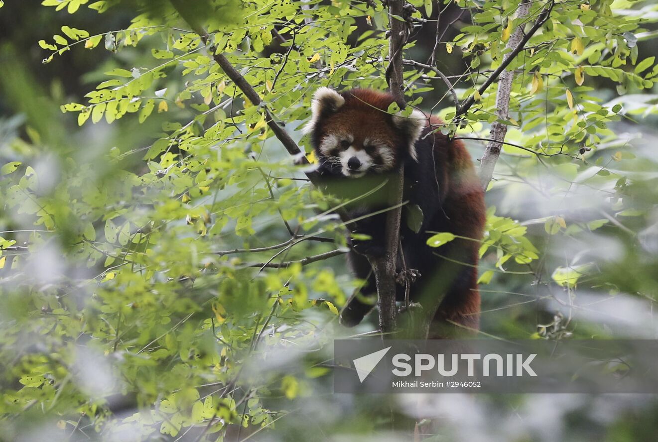 Chengdu Research Base of Giant Panda Breeding in China