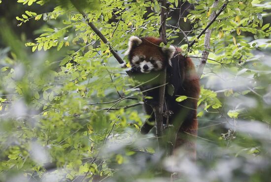 Chengdu Research Base of Giant Panda Breeding in China