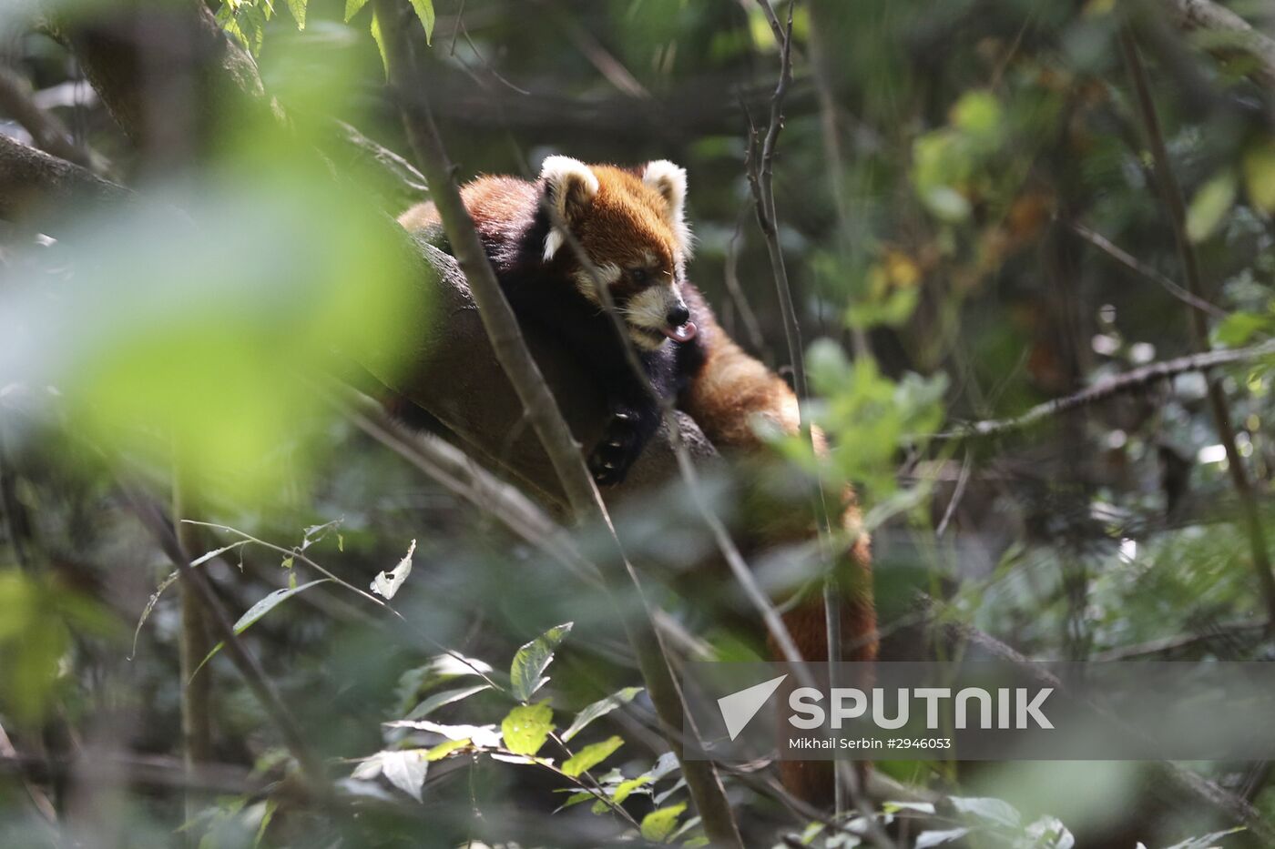 Chengdu Research Base of Giant Panda Breeding in China