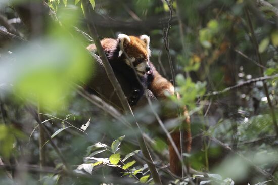 Chengdu Research Base of Giant Panda Breeding in China