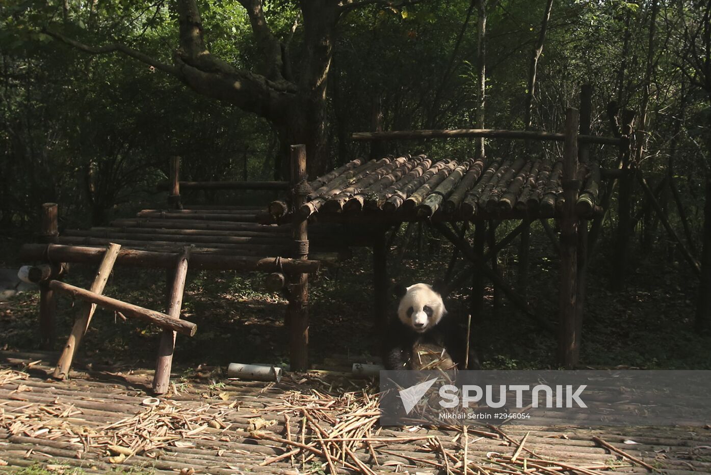 Chengdu Research Base of Giant Panda Breeding in China