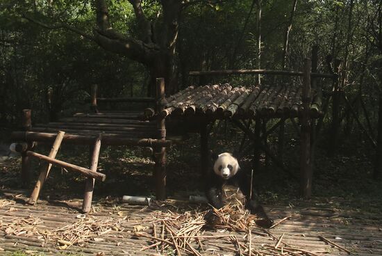 Chengdu Research Base of Giant Panda Breeding in China