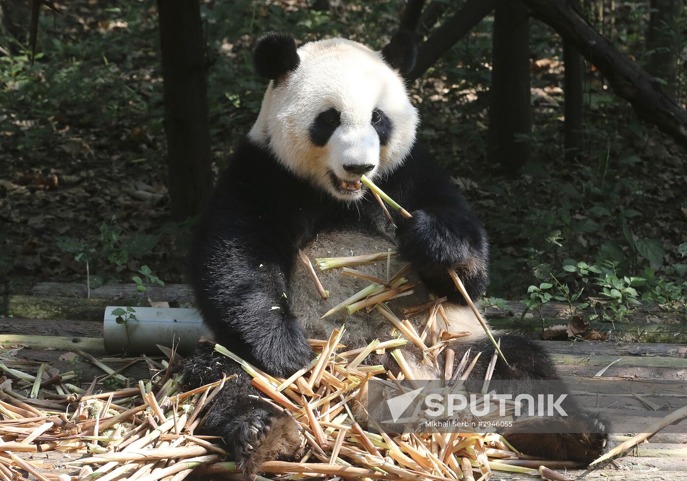 Chengdu Research Base of Giant Panda Breeding in China