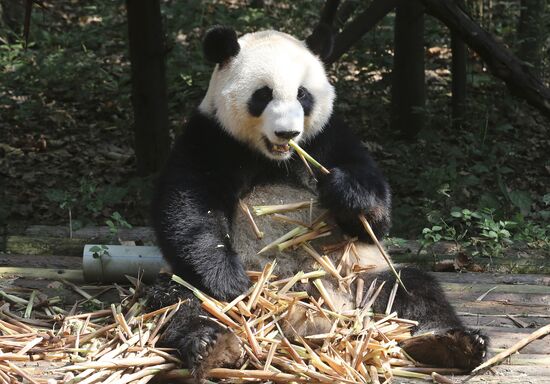 Chengdu Research Base of Giant Panda Breeding in China