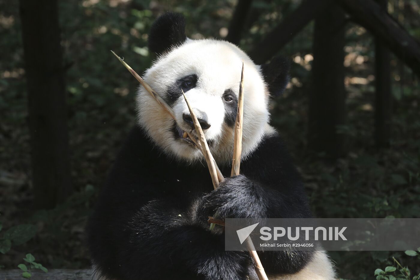 Chengdu Research Base of Giant Panda Breeding in China