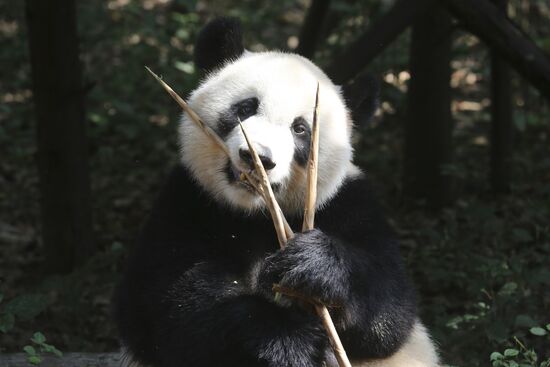 Chengdu Research Base of Giant Panda Breeding in China