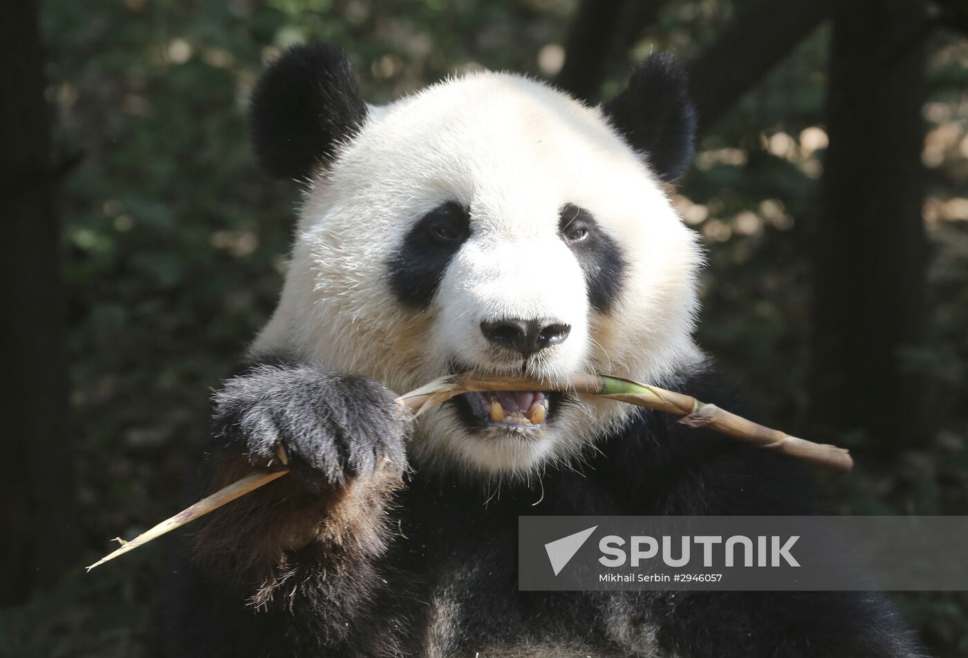 Panda breeding center in China