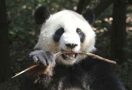 Panda breeding center in China