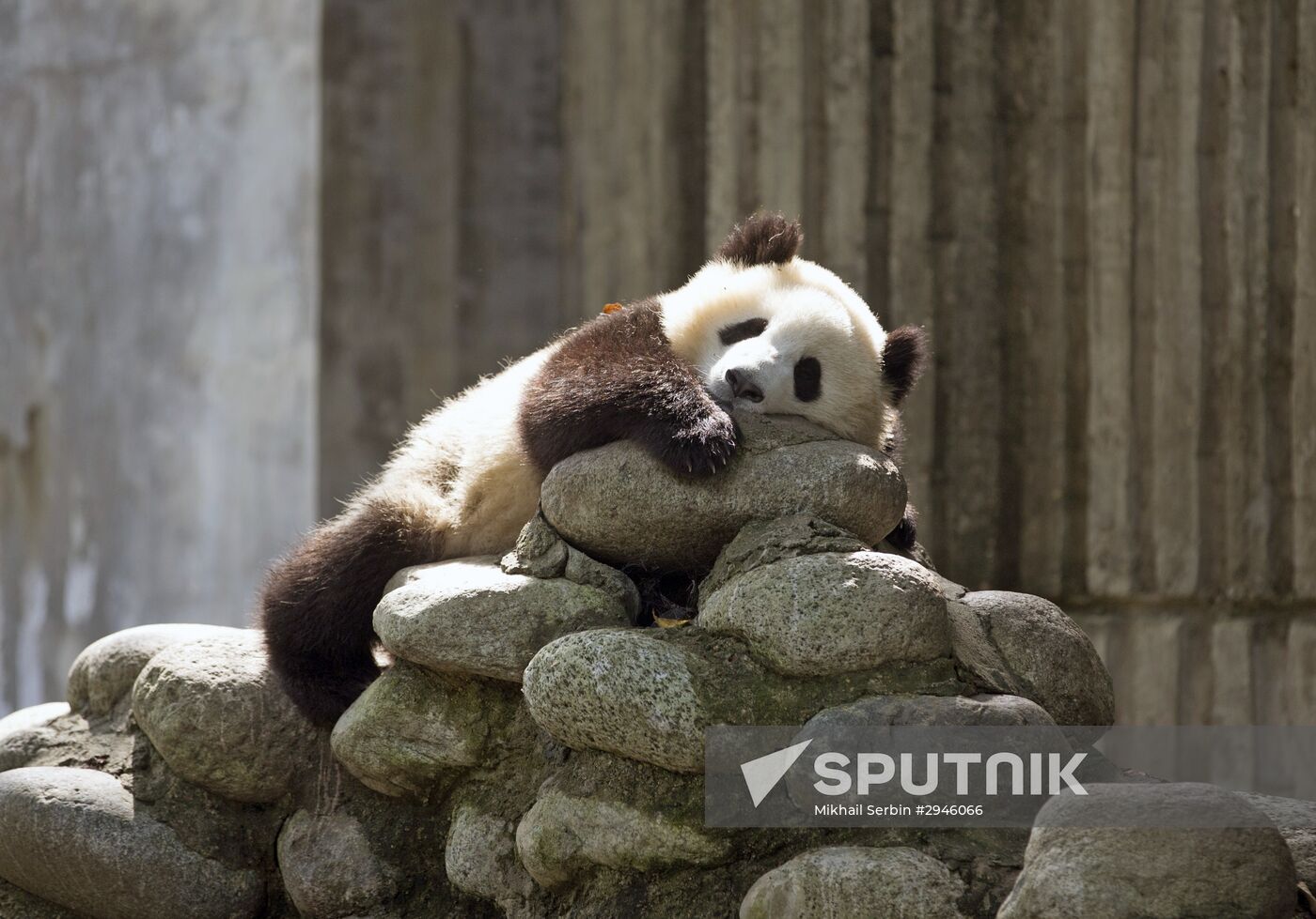 Panda breeding center in China