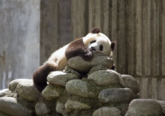 Panda breeding center in China