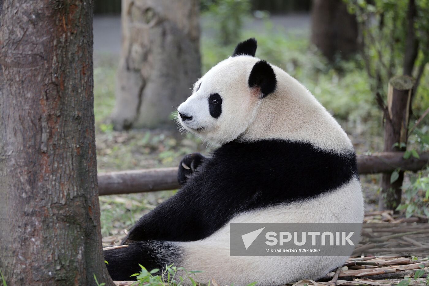 Panda breeding center in China