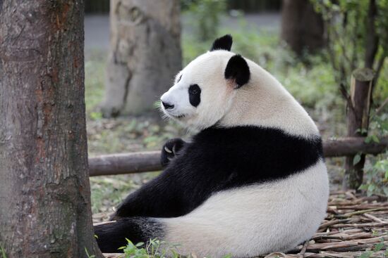Panda breeding center in China