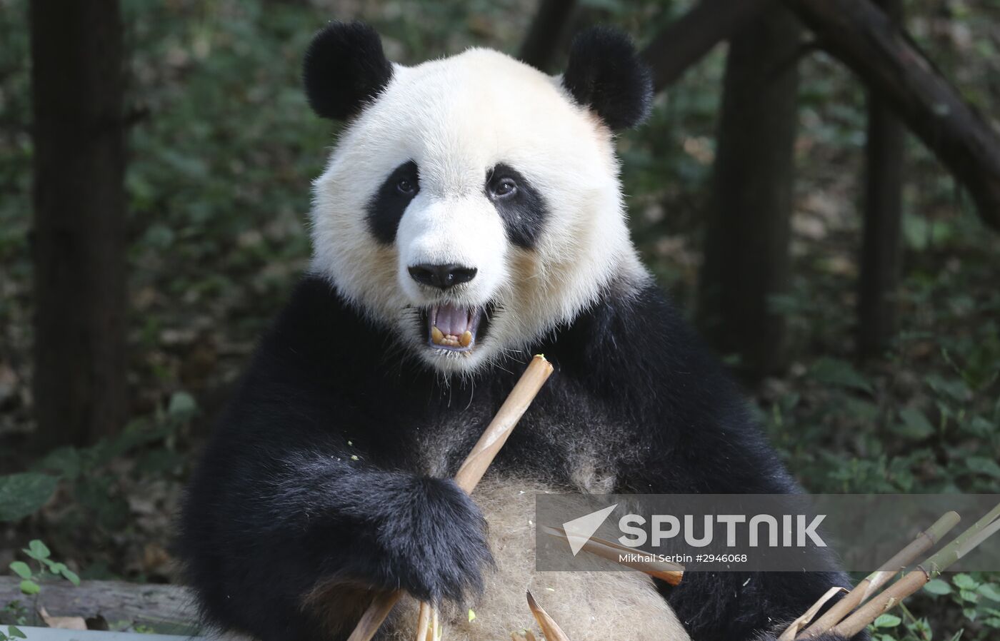 Panda breeding center in China