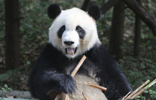 Panda breeding center in China