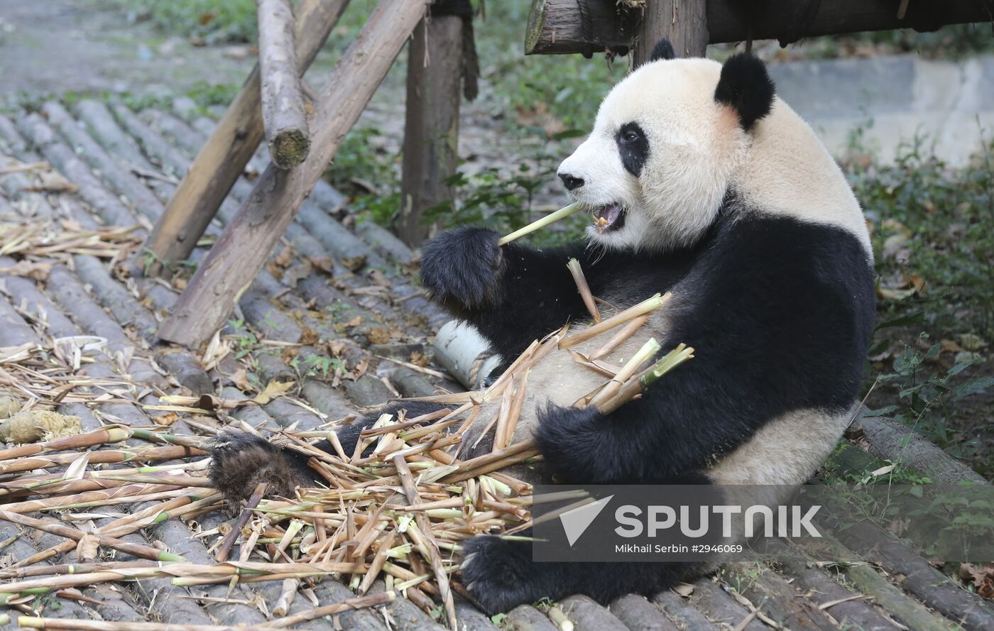 Panda breeding center in China