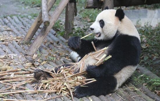 Panda breeding center in China