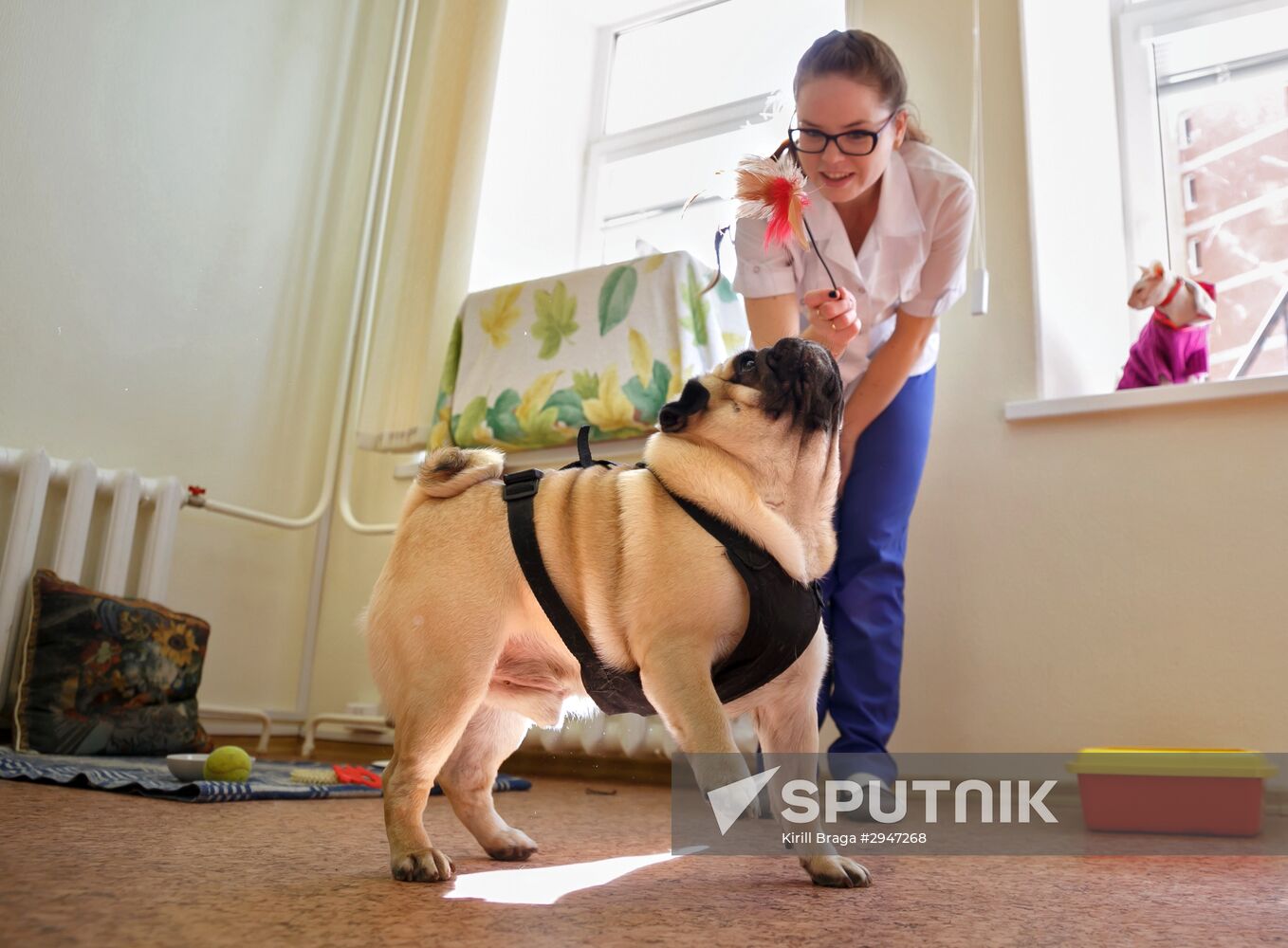 Pets' hotel in Volgograd