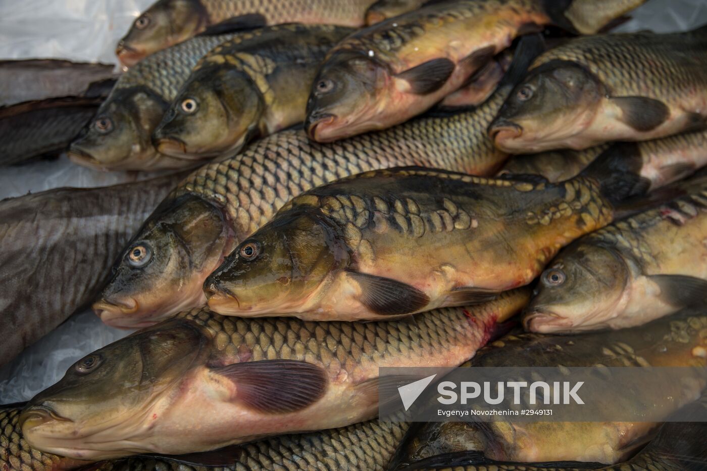 Fish Week at Golden Fall festival