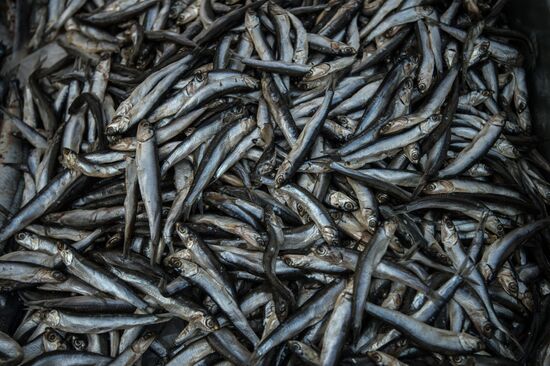 Fish Week at Golden Fall festival