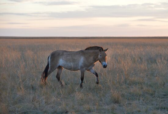 President Vladimitr Putin visits Orenburg Region