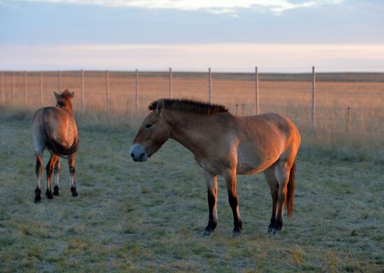 President Vladimitr Putin visits Orenburg Region