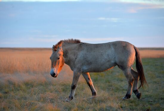 President Vladimitr Putin visits Orenburg Region