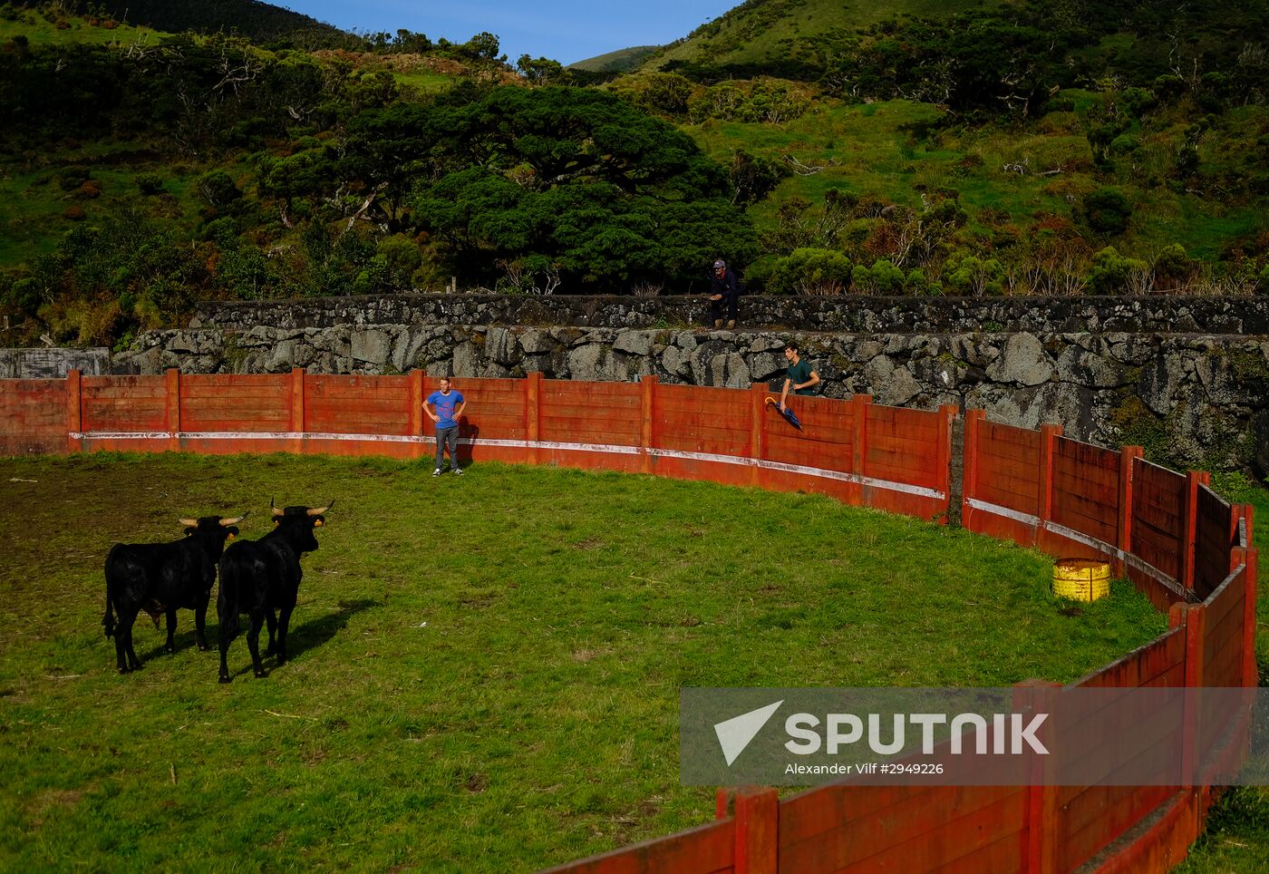 Bull fight on Pico Island