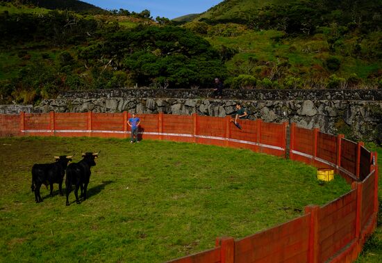 Bull fight on Pico Island