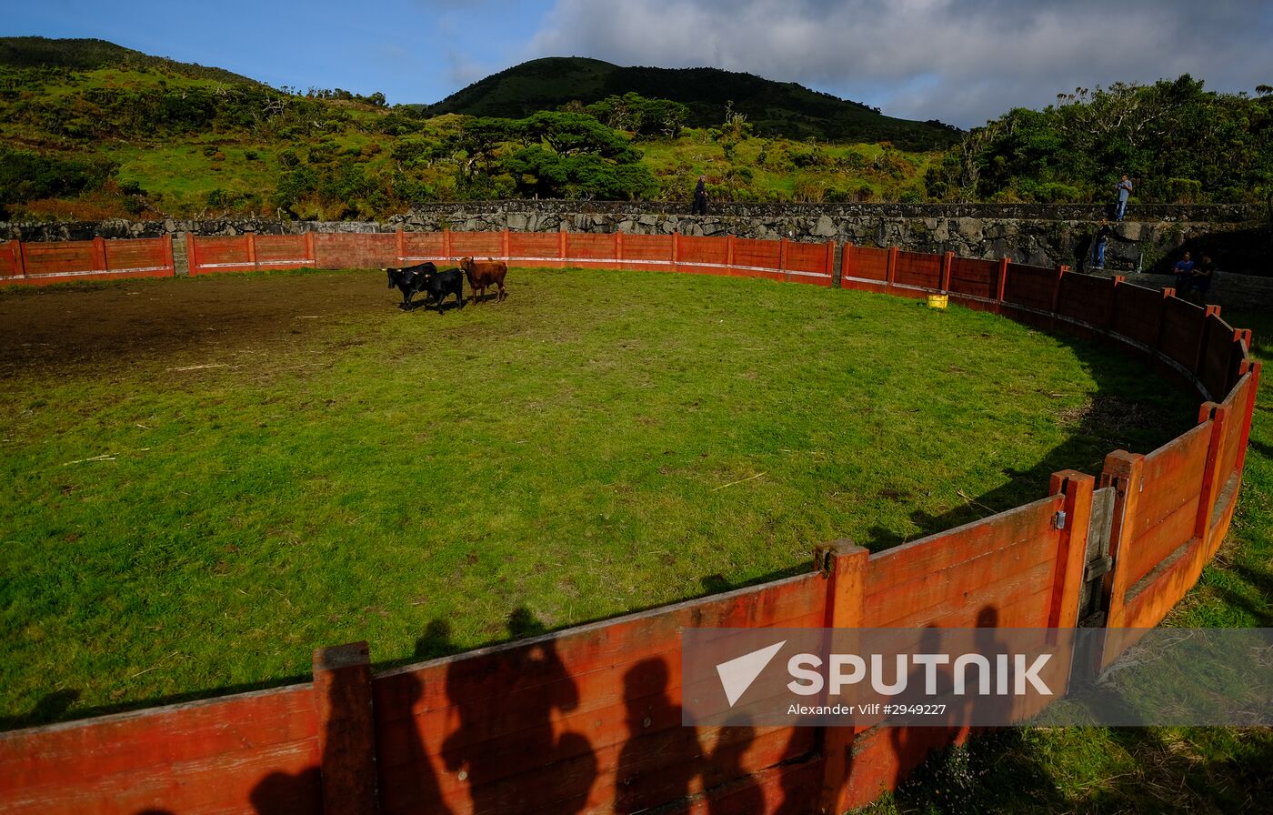 Bull fight on Pico Island