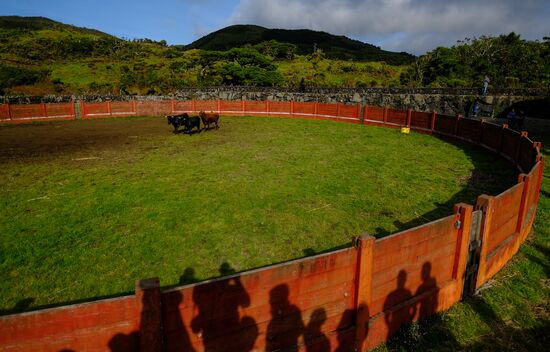 Bull fight on Pico Island