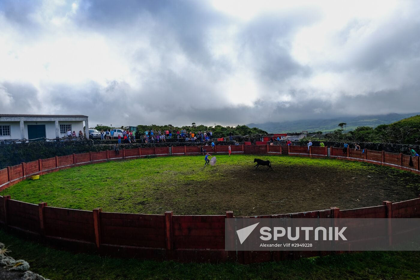 Bull fight on Pico Island