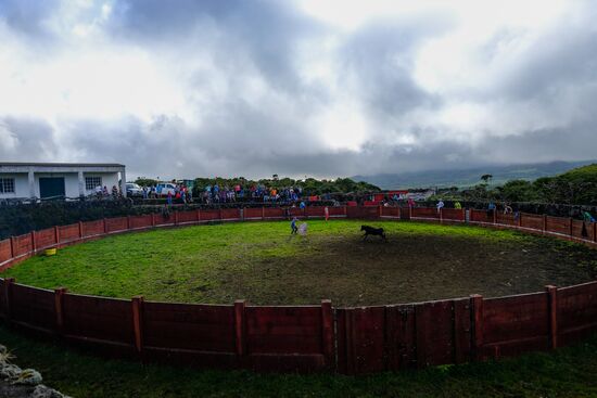 Bull fight on Pico Island