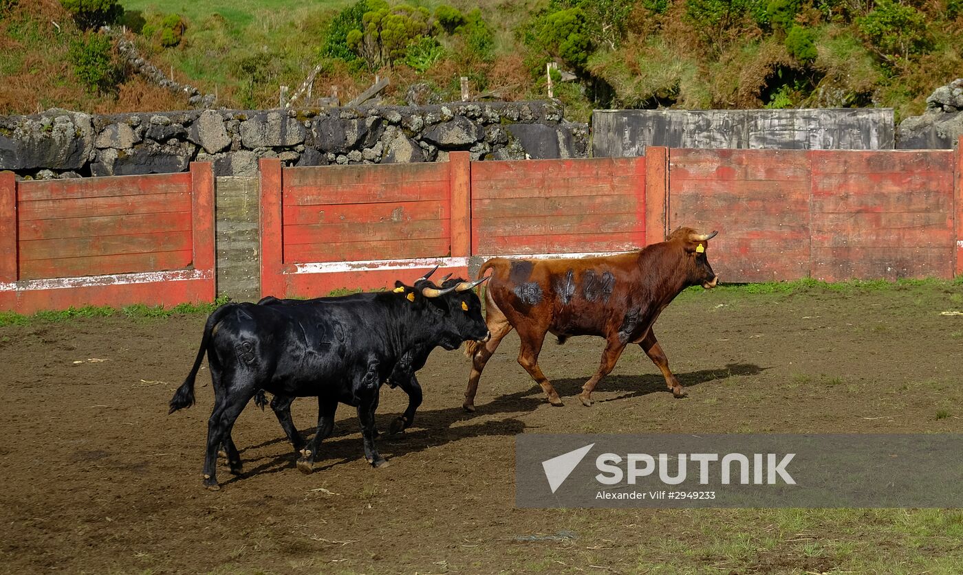 Bull fight on Pico Island