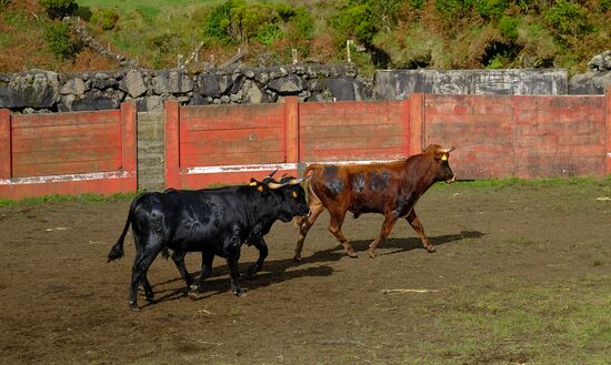 Bull fight on Pico Island