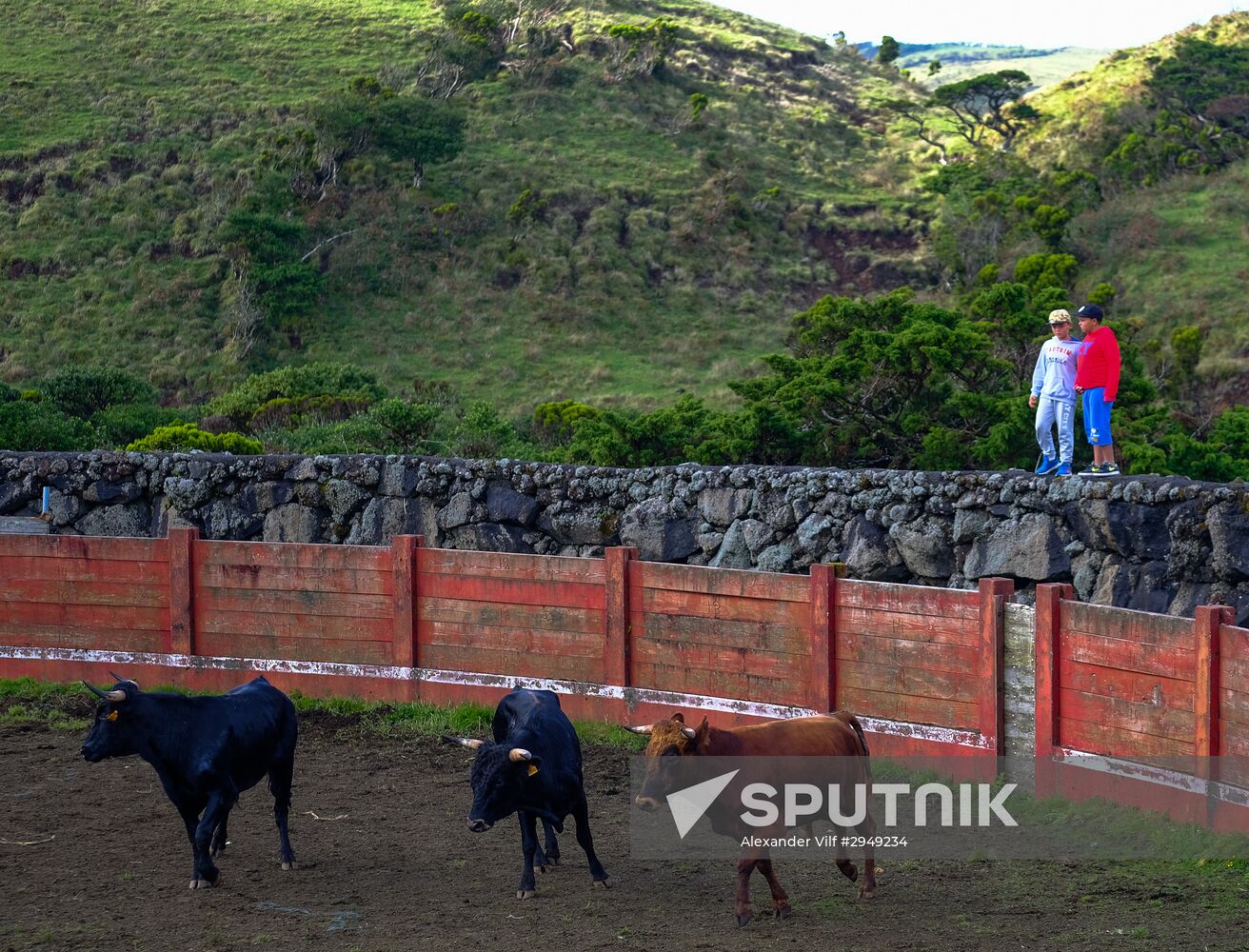 Bull fight on Pico Island